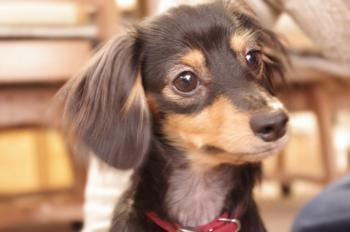 可愛い犬の画像くださいませ