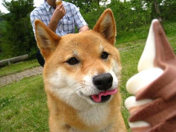 可愛い犬の画像くださいませ