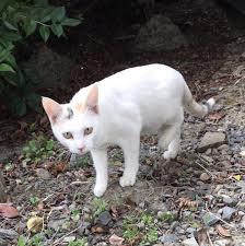 動物画像で時代劇を作るトピ