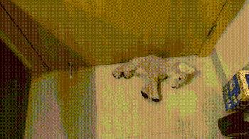 明るい気分になれるGIF画像を貼っていくトピ