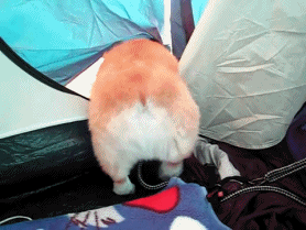 明るい気分になれるGIF画像を貼っていくトピ