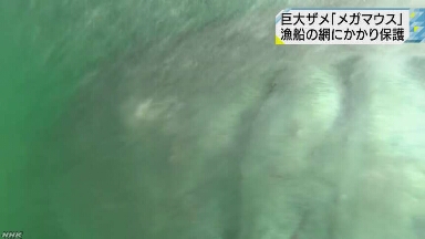 網に巨大ザメ「メガマウス」保護｜NHK 東海のニュース