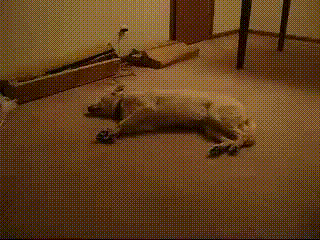 明るい気分になれるGIF画像を貼っていくトピ