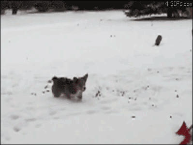 明るい気分になれるGIF画像を貼っていくトピ