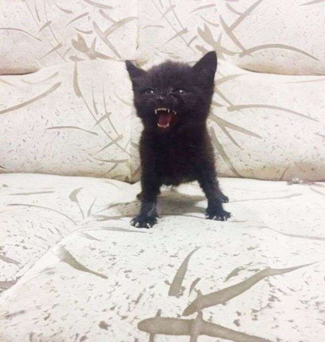 どんな顔でも許せちゃう。なにやらご不満げな子猫たち