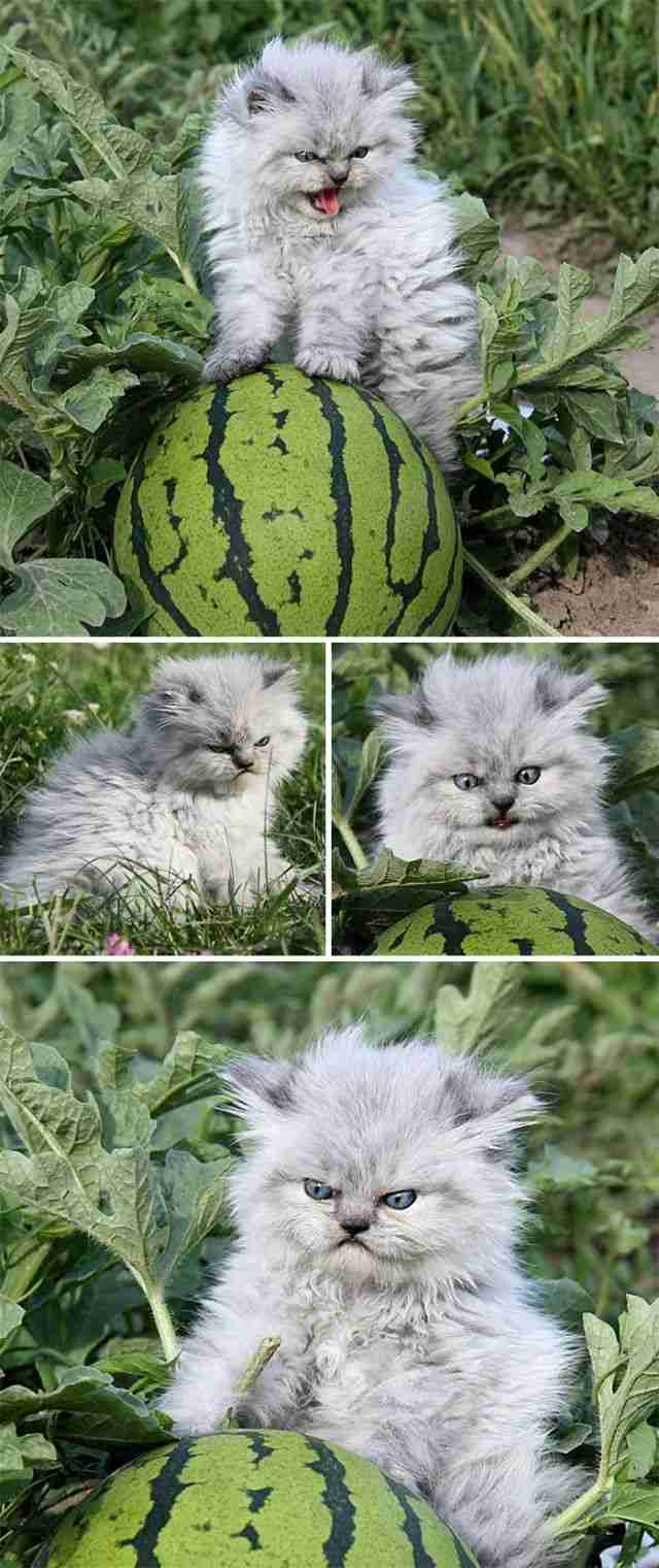 どんな顔でも許せちゃう。なにやらご不満げな子猫たち