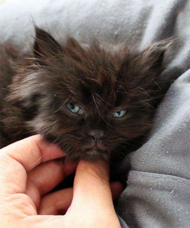 どんな顔でも許せちゃう。なにやらご不満げな子猫たち