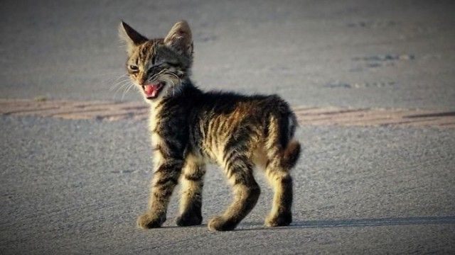 どんな顔でも許せちゃう。なにやらご不満げな子猫たち