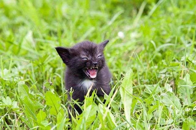どんな顔でも許せちゃう。なにやらご不満げな子猫たち
