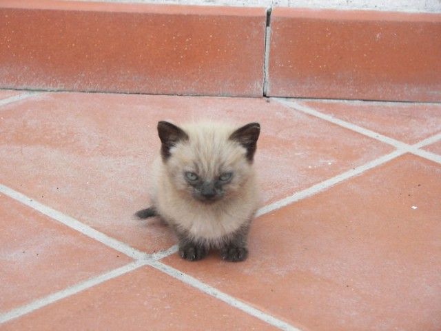 どんな顔でも許せちゃう。なにやらご不満げな子猫たち
