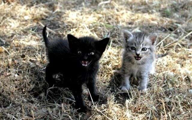 どんな顔でも許せちゃう。なにやらご不満げな子猫たち