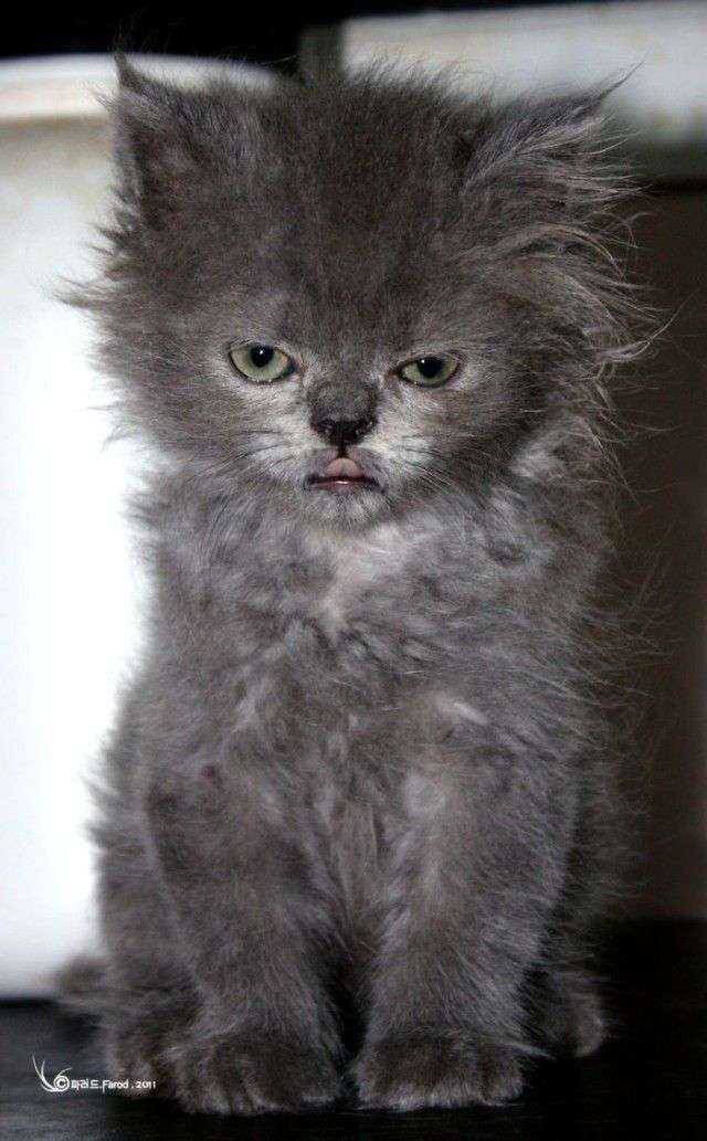 どんな顔でも許せちゃう。なにやらご不満げな子猫たち
