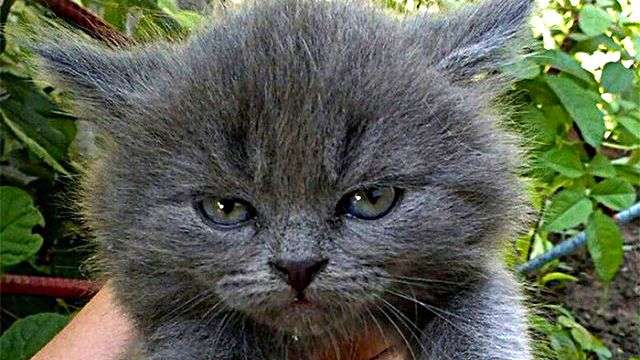 どんな顔でも許せちゃう。なにやらご不満げな子猫たちの写真を詰め合わせでお届け : カラパイア