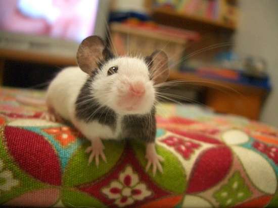 エキゾチックアニマル飼ってる人！