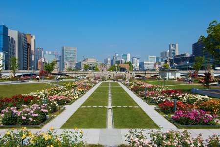 薔薇の花好きな人