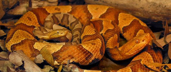 オスがいても“単為生殖”する野生ヘビが発見される。 : カラパイア