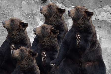 単為生殖は人間【ヒト】も出来る？他の動物や生物がどうなのか？ | 生活のなぞ解決