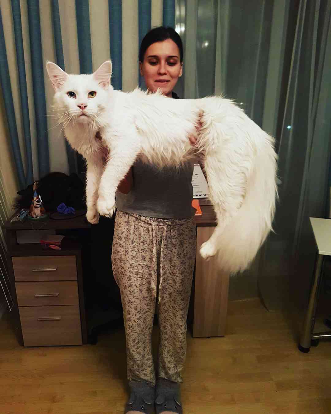 生後6カ月の子ネコ だけどすでに大人の貫禄 めちゃビッグサイズなロシアの白猫が大人気です ガールズちゃんねる Girls Channel 生後6カ月の子ネコ だけどすでに大人の貫禄 めちゃビッグサイズなロシアの白猫が大人気です ガールズちゃんねる Girls Channel