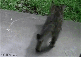 明るい気分になれるGIF画像を貼っていくトピ