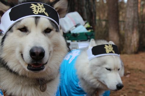 動物画像で時代劇を作るトピ