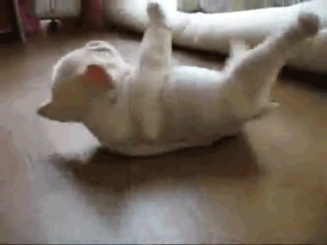 明るい気分になれるGIF画像を貼っていくトピ