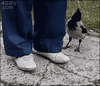 明るい気分になれるGIF画像を貼っていくトピ