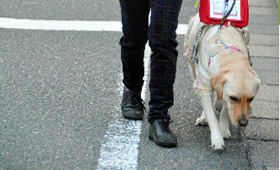盲導犬と歩く町は？　視覚障害者の外出、記者が同行 - トピックス | sippo（シッポ） ペットのための情報・サービス
