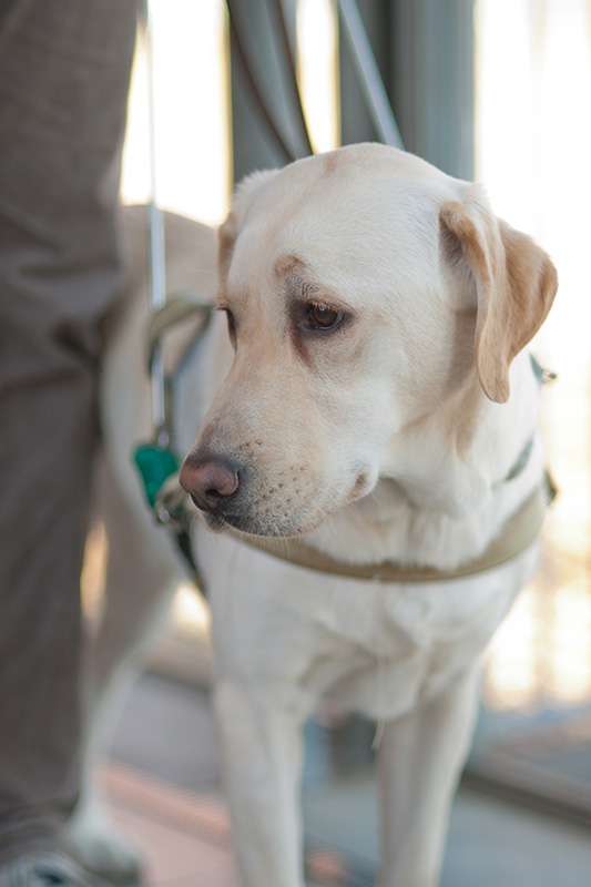 意外と知られていない盲導犬のこと：日経ウーマンオンライン【働くワンコ大集合！】