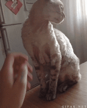明るい気分になれるGIF画像を貼っていくトピ