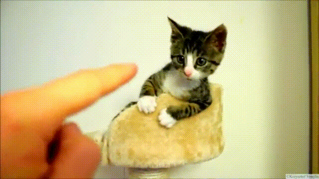 明るい気分になれるGIF画像を貼っていくトピ