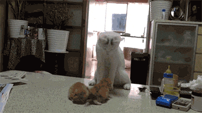 明るい気分になれるGIF画像を貼っていくトピ