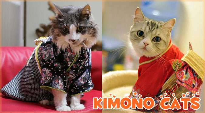 動物画像で時代劇を作るトピ