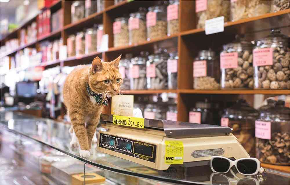 ガルちゃん猫カフェ15号店開店しました♪（初めての方も大歓迎！） 