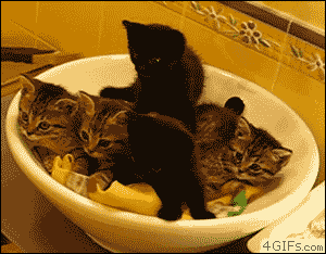 明るい気分になれるGIF画像を貼っていくトピ