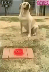 明るい気分になれるGIF画像を貼っていくトピ