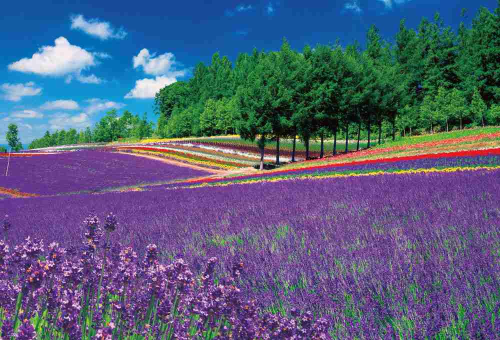 夏の観光地の画像を貼っていくトピ