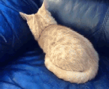 明るい気分になれるGIF画像を貼っていくトピ