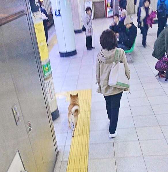 どうしてこうなった(笑)?この犬のこだわりが…ちょっとオカシイ