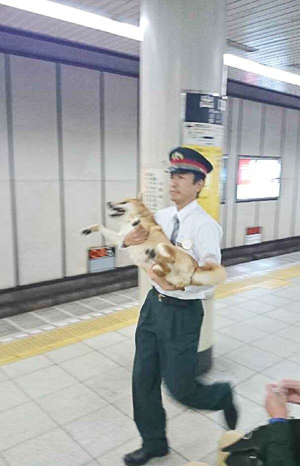 どうしてこうなった(笑)?この犬のこだわりが…ちょっとオカシイ