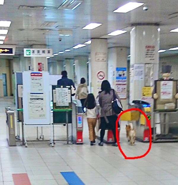 どうしてこうなった(笑)?この犬のこだわりが…ちょっとオカシイ