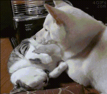 明るい気分になれるGIF画像を貼っていくトピ