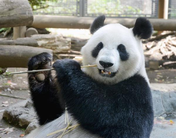 上野のパンダ、妊娠の可能性　雌のシンシン、食欲減退