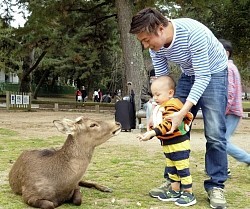 鹿せんべいを鹿に与えてケガする人が過去最多に！中には骨折した人も