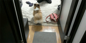 明るい気分になれるGIF画像を貼っていくトピ