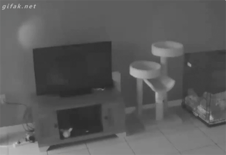 明るい気分になれるGIF画像を貼っていくトピ