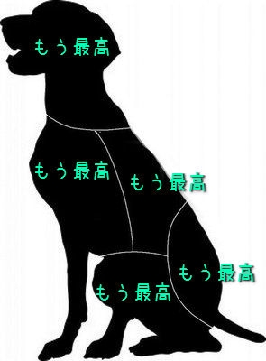 「ネコなで人」をネコ専門の動物病院が募集中 アイルランド