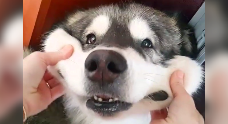 可愛い犬の画像くださいませ