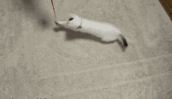 明るい気分になれるGIF画像を貼っていくトピ