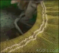 明るい気分になれるGIF画像を貼っていくトピ