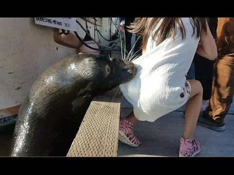 Sea lion drags girl into Steveston waters - YouTube